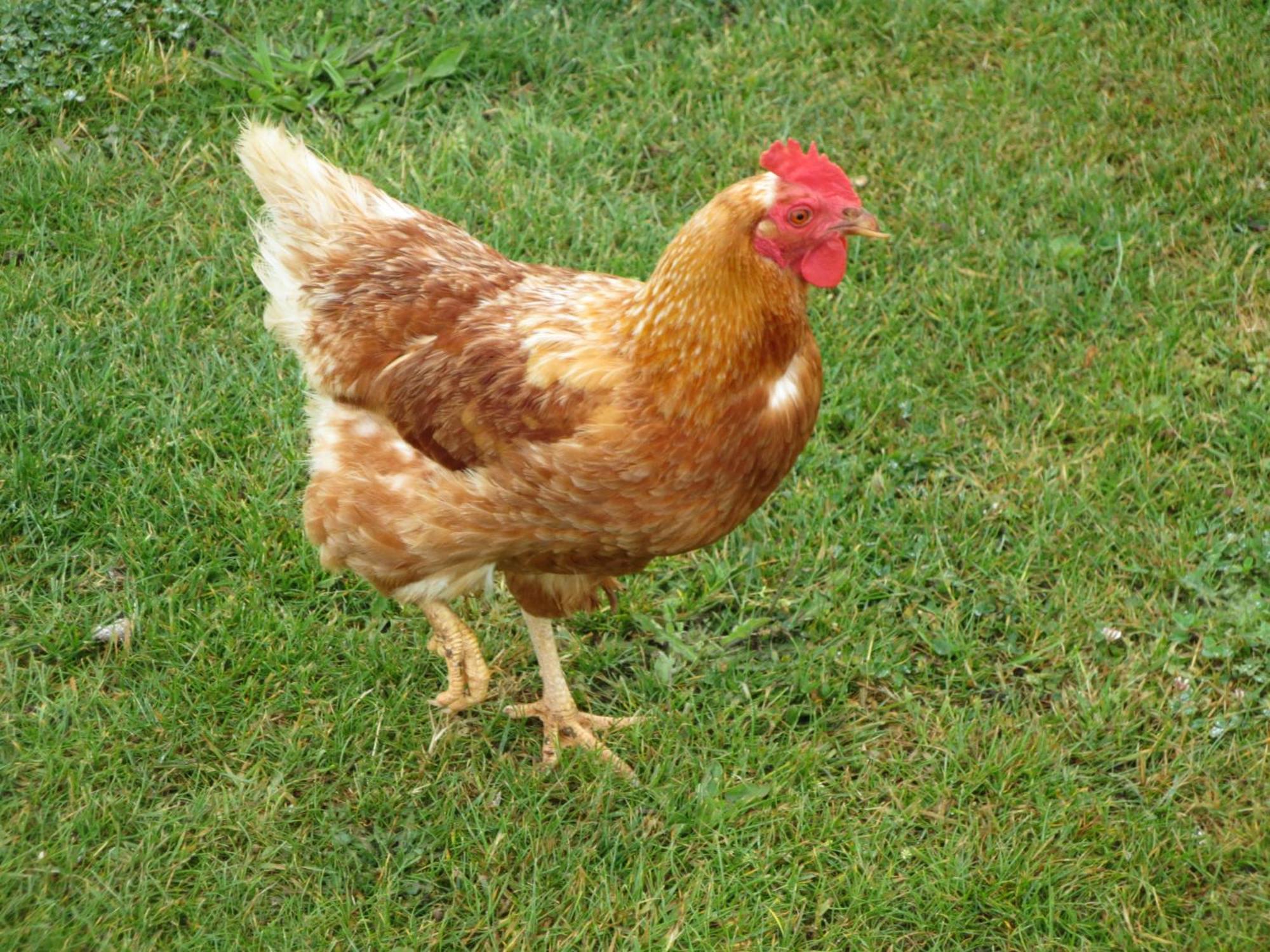 Gite Paimpol Le Poullou Экстерьер фото